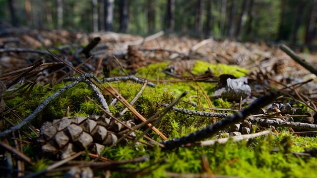 Forest Floor Tapestry of Pine Cones and Emerald Moss