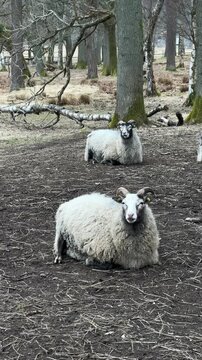 Sheep resting on the ground and chewing cud in a calm rural setting. Peaceful farm life concept, natural animal behavior