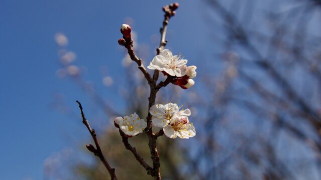 Delicate White Fruit Blossoms Heralding the Arrival of Spring