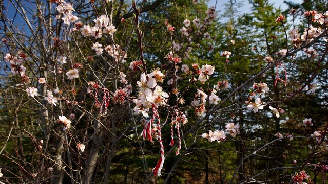 Delicate White Fruit Blossoms Heralding the Arrival of Spring
