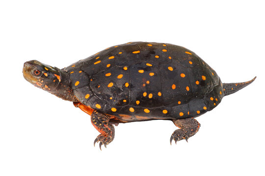 Spotted turtle, Clemmys guttata, on White Background.