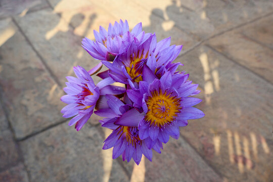 Bouquet of Blue Water Lily (Nil Manel) flowers