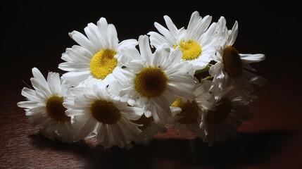 Obraz premium Cluster of fresh daisies with white petals and yellow centers in soft directional light.