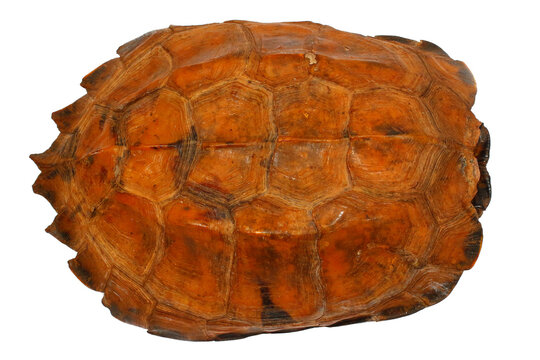 Keeled Asian Box Turtle, Cuora mouhotii