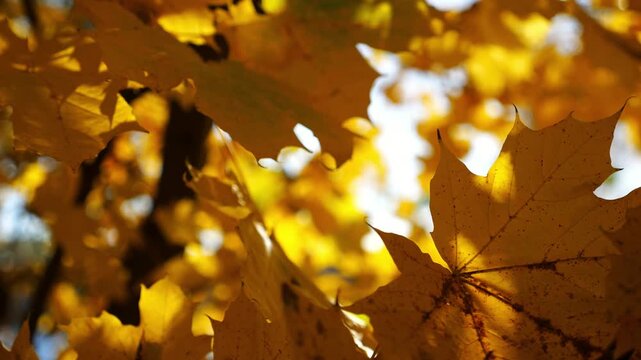Yellow maple leaves on tree branches gently swaying in wind with sunlight at background. Lush autumn golden foliage swinging on the breeze at forest. Beautiful colorful fall season. Slow motion