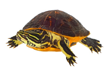 Obraz premium Florida chicken turtle, Deirochelys reticularia chrysea, white background