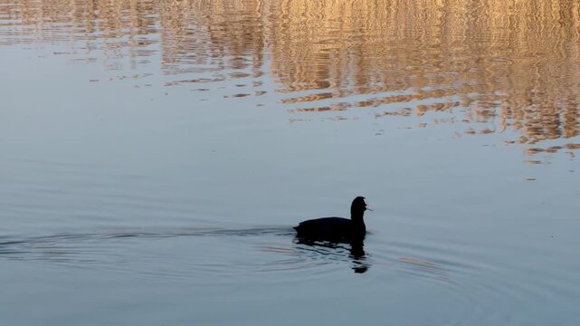 Black coot swimming on calm lake water with golden reflections