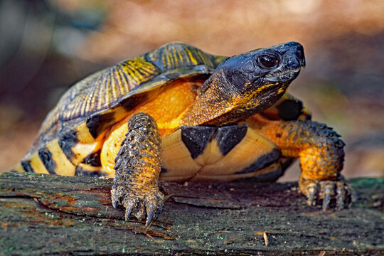 North American Wood Turtle, Glyptemys insculpta