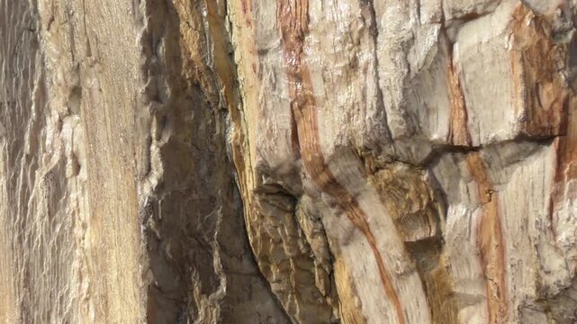 laurinoxylon wood of an ancient plant. fossilized plant. texture of a fossilized plant in close-up. paleobotanical findings. background of a fossilized wood of an ancient plant