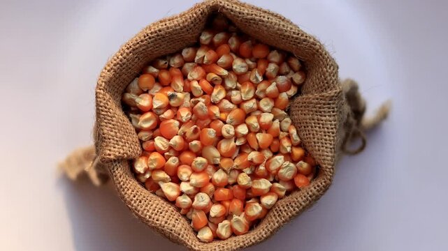 sweet corn filled jute/ burlap sack table top spin view.