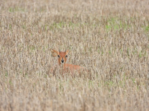 steenbok in harvested farmland