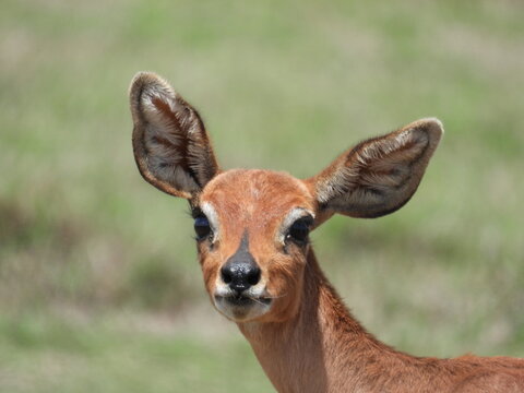 female steenbok in the wild