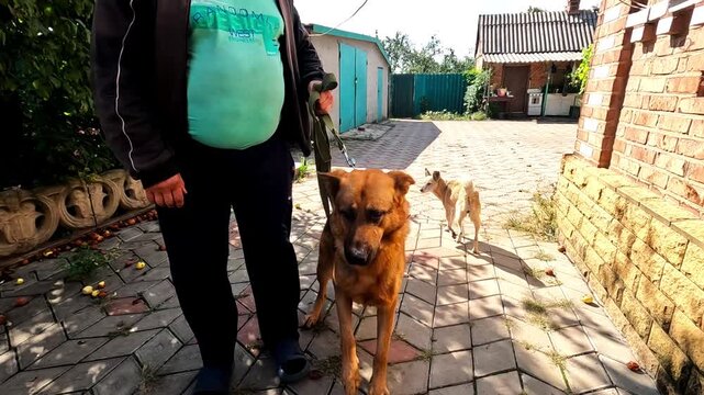 Male owner hold in hands dog to give it to volunteers in frontline city. Russian attacks endanger lives daily both human and animal in ukrainian territory. The scene shows need to protect innocent