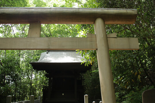 torii in a shinto temple in sendai in japan 