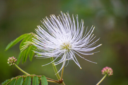 Blooming Calliandra portoricensis with soft white powder puff stamens and fresh green leaves. Detailed botanical scene highlighting texture and structure.