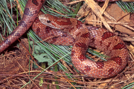Mole Kingsnake, Lampropeltis rhombomaculata