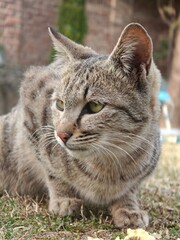 Fototapeta premium Elegant Tabby Cat Resting Outdoors in Natural Light