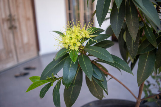 Close-up of a vibrant yellow Golden Penda (Xanthostemon chrysanthus) flower cluster with long stamens and dark green leaves, growing in a domestic garden setting.