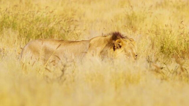 Full body close up of a Male Lion Panthera leo walking with a spine of Porcupine stabbed on his Mouth.