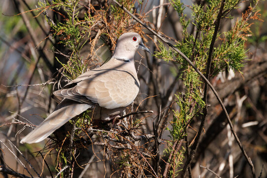 T&oacute;rtola turca posada en un arbusto en el Parque Natural de las Salinas de Santa Pola, Espa&ntilde;a