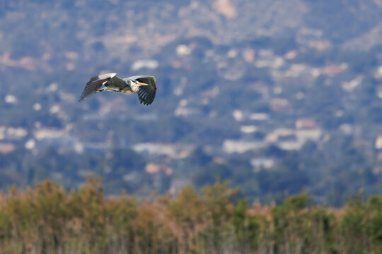 Garza real volando sobre el paisaje del Parque Natural El Hondo, Crevillent, Espa&ntilde;a