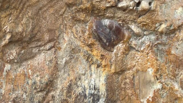 laurinoxylon wood of an ancient plant. fossilized plant. texture of a fossilized plant in close-up. paleobotanical findings. background of a fossilized wood of an ancient plant