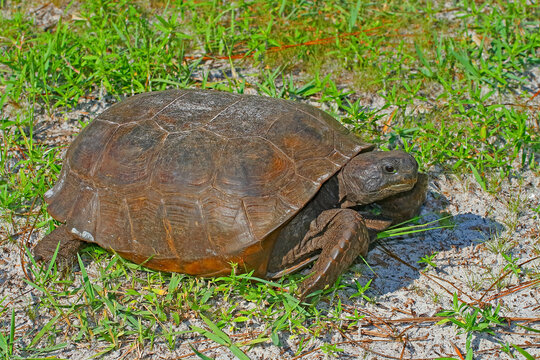Gopher tortoise, Gopherus polyphemus