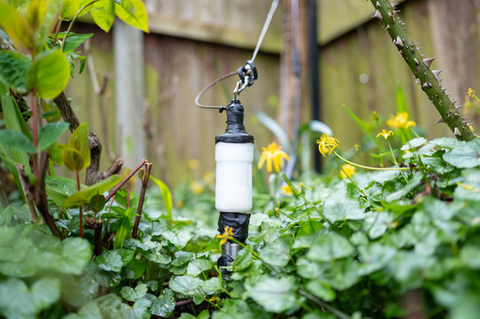 Shallow focus of a high frequency HF amateur radio antenna and balun seen in a flowerbed in a private garden. The antenna wire can be seen extending from the top of the balun.