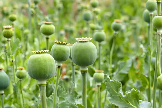 Green opium poppy seed pods growing in field