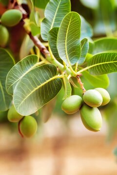 Green shea nuts growing on tree branch