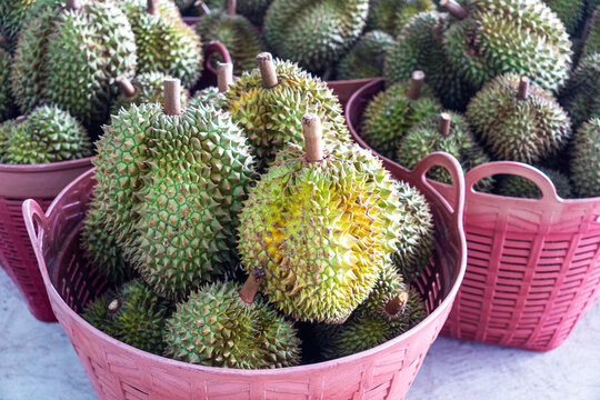Durian fruit in basket at a fruit stall. durian on counter in the store. harvesting durian