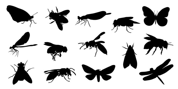 Collection of insect silhouettes including mosquito, fly, ant, cockroach, butterfly, moth and other bugs. Black silhouettes isolated on white background. Perfect for pest control, biology, infographic