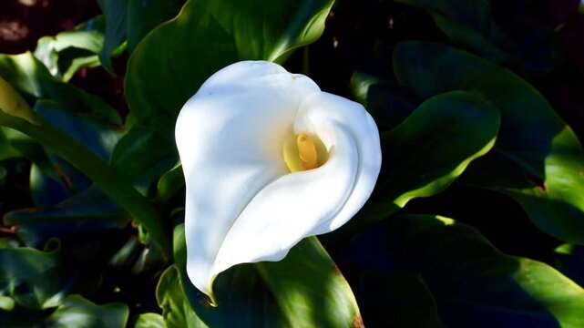 Sunlight Moving Across Calla Lily in Garden, Peaceful Time lapse Scene