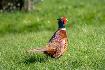 Fototapeta premium close up portrait of a mongolian ringneck type common pheasant in the countryside