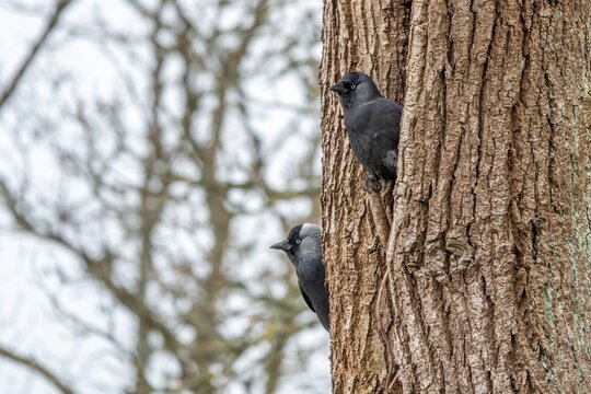  jackdaws corvus monedula perched on a tree trunk with a blurred background
