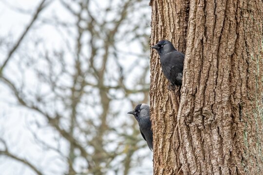  jackdaws corvus monedula perched on a tree trunk with a blurred background