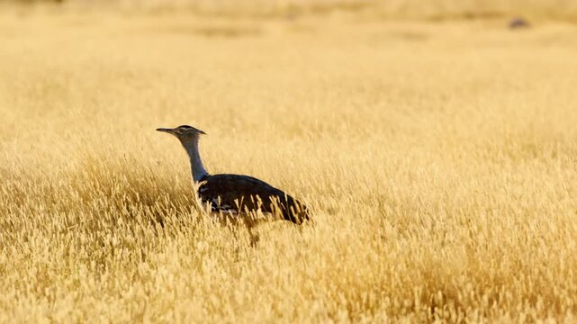 Kori Bustard (Ardeotis Kori) slowly walking and searching food in the bush - Chobe NP (Botswana)