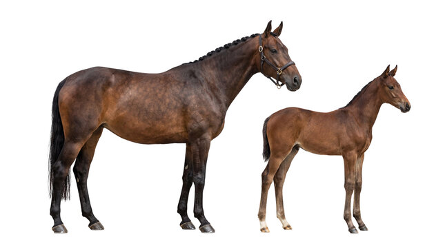 Bay horse with braided mane and bridle standing beside its young foal, isolated on transparent background