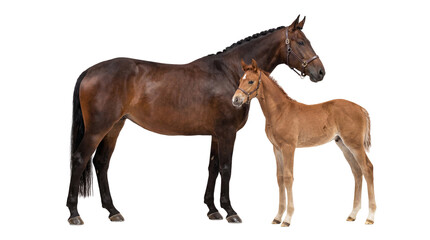 Brown mare with braided mane standing beside her bay foal, isolated on transparent background © Marie