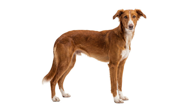 Graceful reddish-brown Podenco dog with white chest and paws standing looking forward, isolated on transparent background