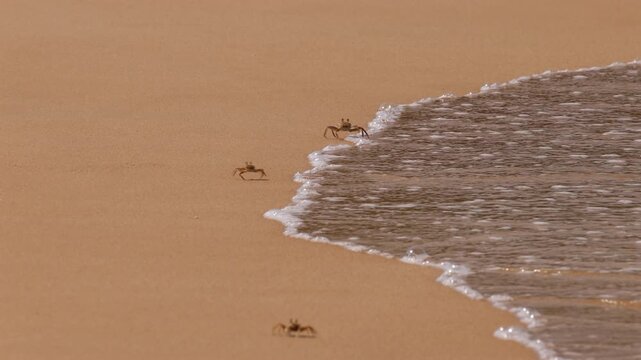 Tiny Ghost Crabs Scramble and Retreat as Gentle Waves Wash Ashore on a Serene, Sun-Drenched Sandy Beach. Sri Lanka island in Asia.