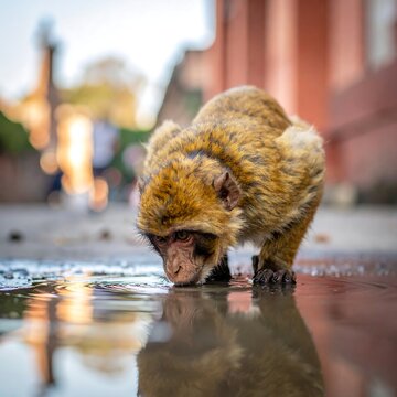 Close-up of a small, brown primate, drinking water from a puddle on a tiled surface, with soft background bokeh