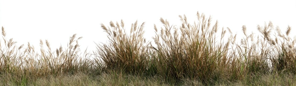 Wispy reeds and tall grasses with feathery tops in muted brown hues