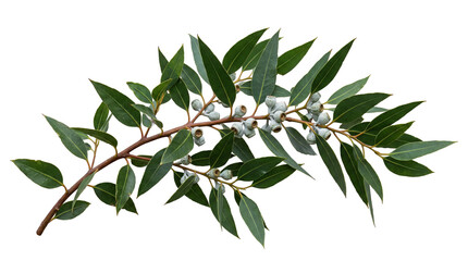 Eucalyptus branch with fresh green leaves and grey-green pods isolated on transparent background, perfect for natural designs © Marie