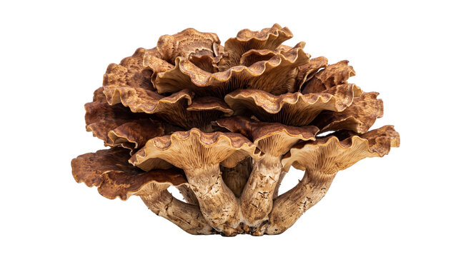 Earthy brown Maitake mushroom cluster with ruffled fan-shaped caps, isolated on transparent background for gourmet food concepts