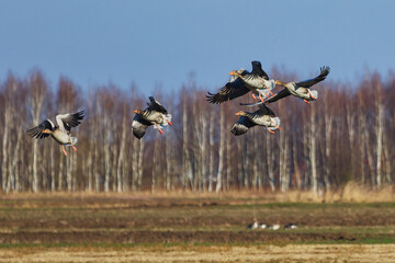 Gęsi dzikie lecą nad polami wczesną wiosną © KoLesfot