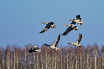 Gęsi dzikie lecą nad polami wczesną wiosną © KoLesfot