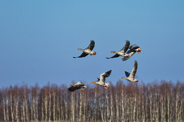 Gęsi dzikie lecą nad polami wczesną wiosną © KoLesfot