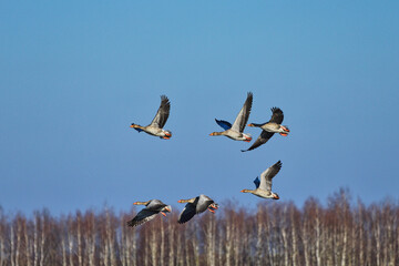 Gęsi dzikie lecą nad polami wczesną wiosną © KoLesfot