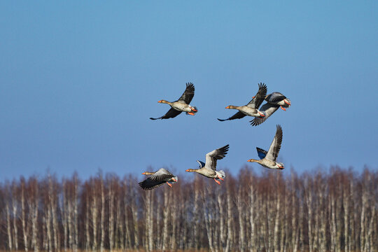 Gęsi dzikie lecą nad polami wczesną wiosną